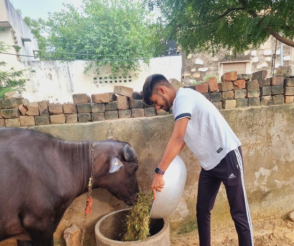 Pawshala Foundation - Feeding stray animals