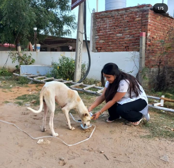 Veterinary care