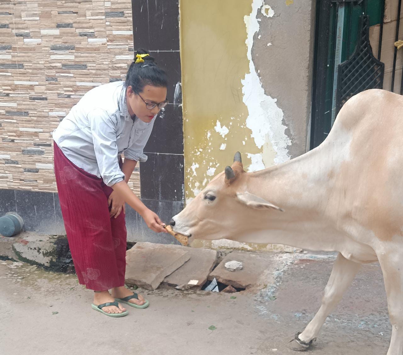 Pawshala volunteers caring for animals