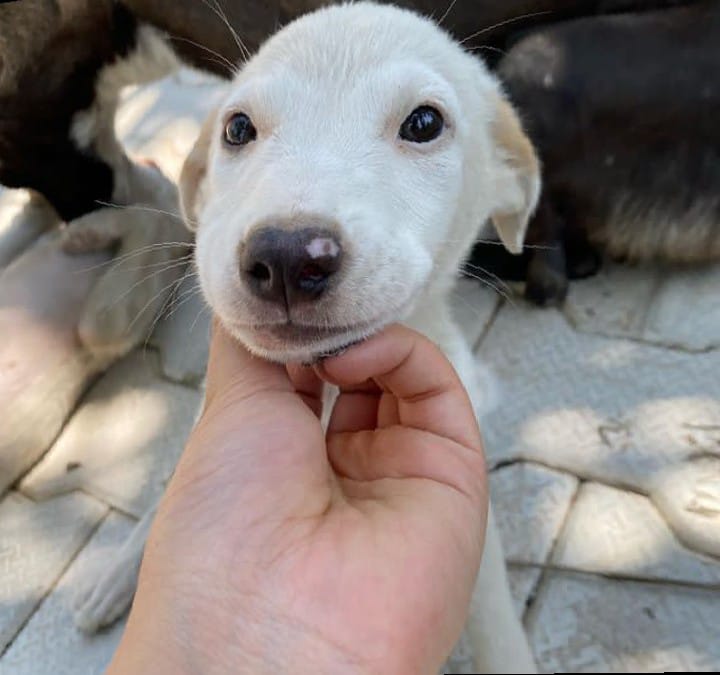 Veterinary care